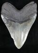 Razor Sharp Megalodon Tooth - Georgia #21868-2